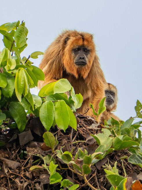 Golden-haired monkey sitting in tree