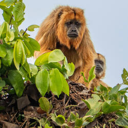 Golden-haired monkey sitting in tree