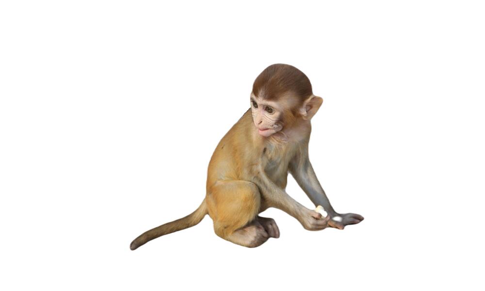 A monkey looks over its shoulder on a white background