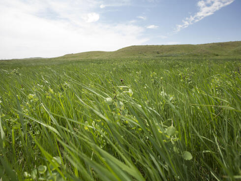 Montana Grasslands