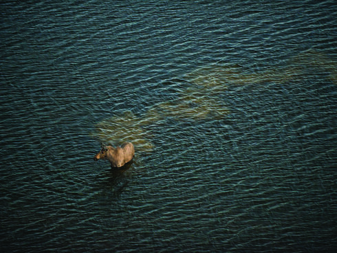 A moose wading through Bristol Bay