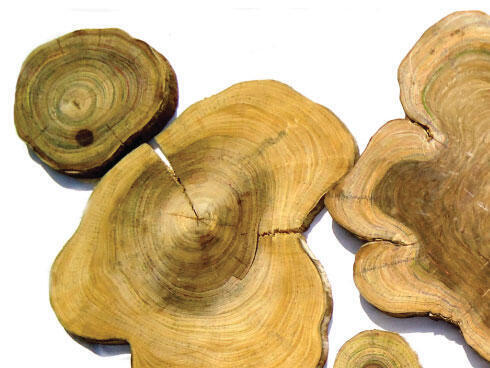 Cross-section of a morado tree stump