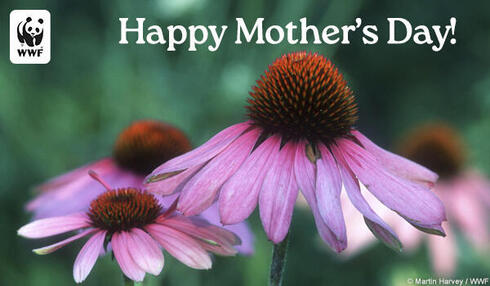 Pink flower with Happy Mother's Day message