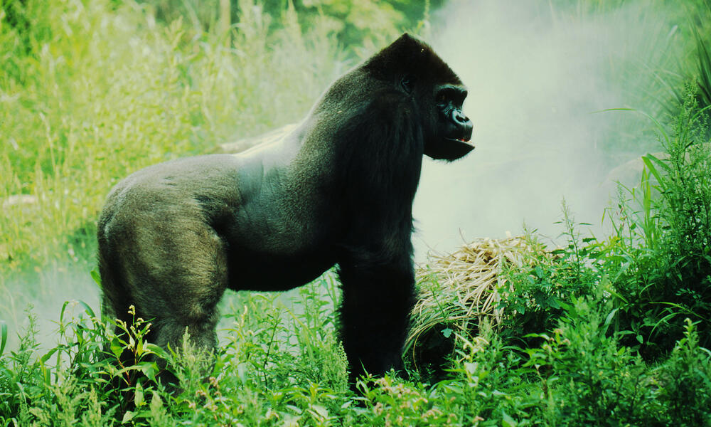 Mountain Gorilla