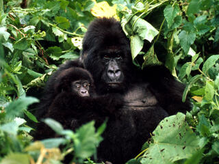 Mountain Gorilla and Baby
