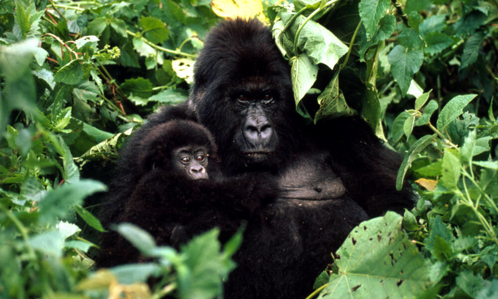 Mountain Gorilla and Baby