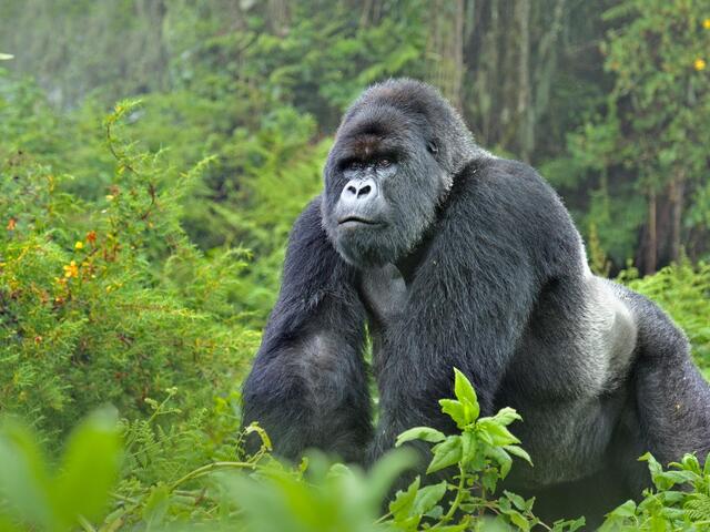 silverback gorilla eyes