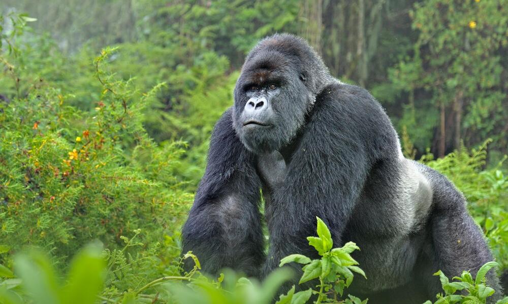 silverback mountain gorilla compared to human