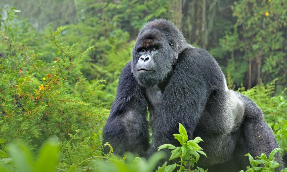 Gorilla
