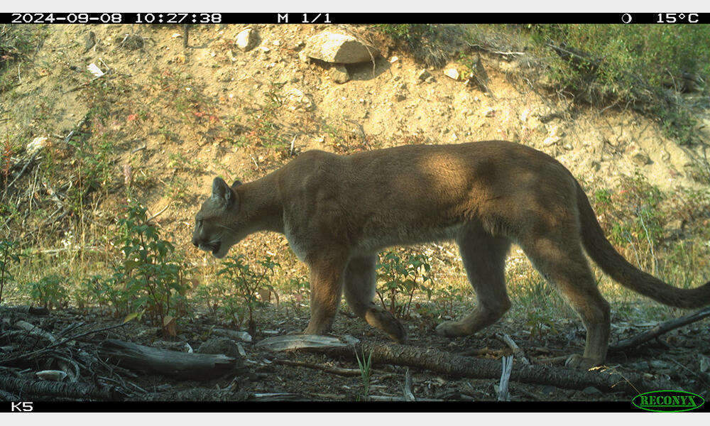 Mountain lion captured by camera trap