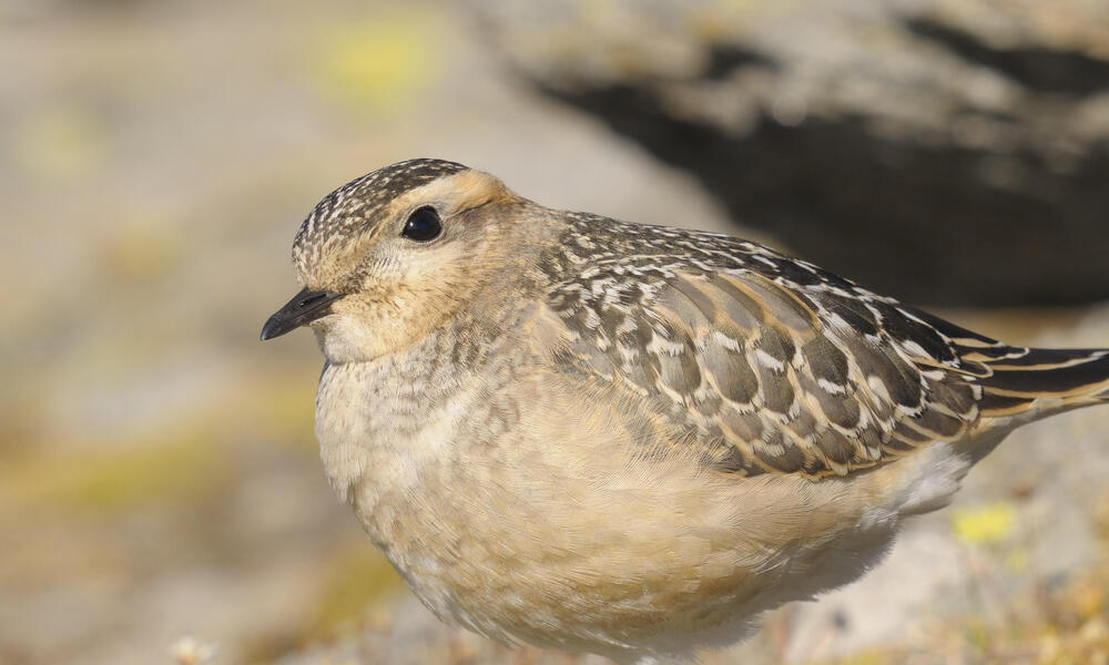 Mountain plover