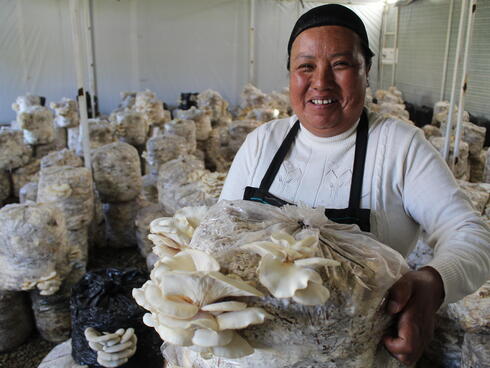 Mushroom production in Mexico