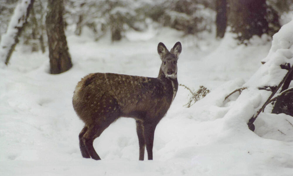 indian musk deer