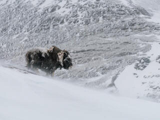Musk ox in the snow