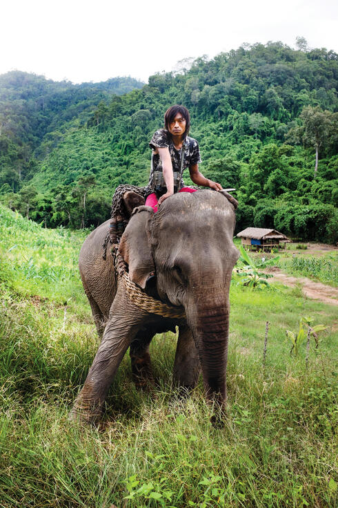 A young logger and his elephant emerge from the Tanintharyi forests. Thousands of captive elephants like this one are used to harvest teak in Myanmar. With new restrictions on timber exports due to take effect in April, the use of elephants to extract log