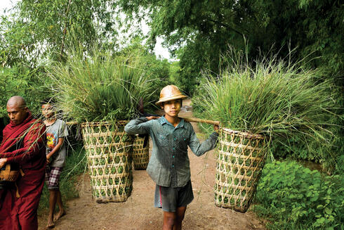 Myanmar. Bamboo Hat worn by a woman farmer, floating farm garden