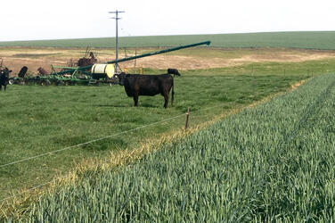 Freshly plowed rows in a field