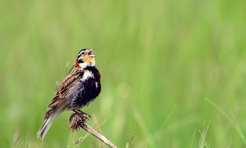 NGP Chestnut-collared Longspur
