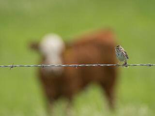 A bird sitting on a wire fence with a cow in the background