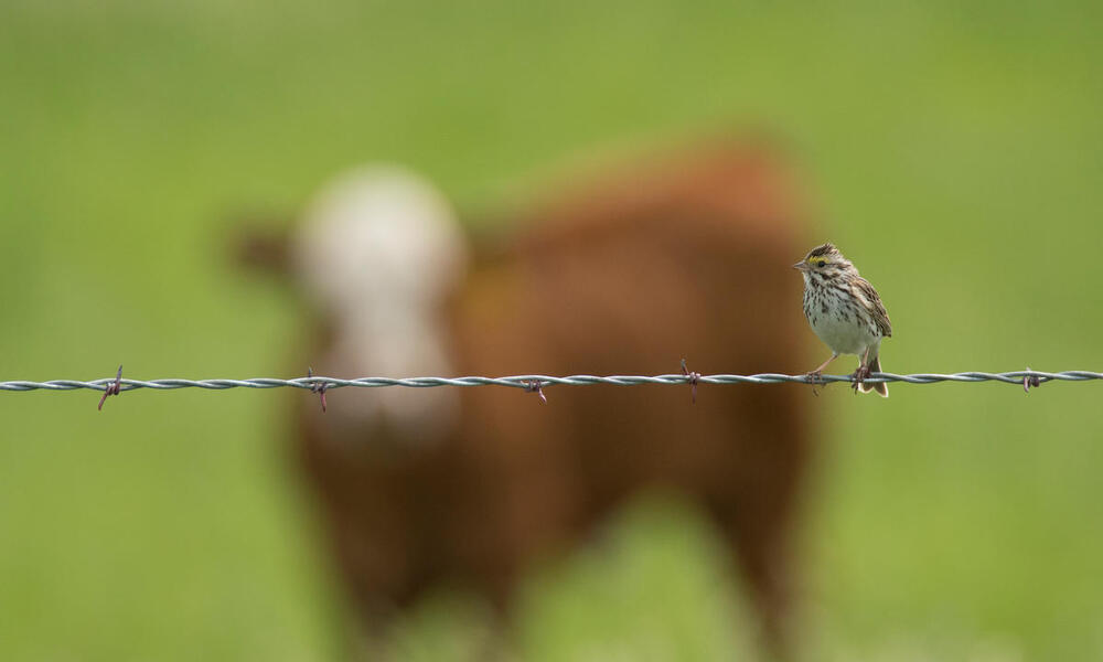 A bird sitting on a wire fence with a cow in the background