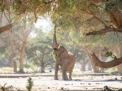 An elephant reaches with its trunk to a tree above