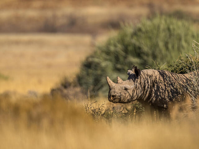 A rhino partially emerges from vegetation
