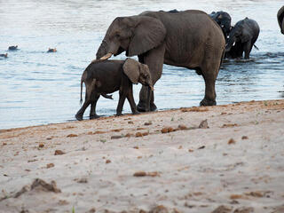 an adult and baby elephant in front of water