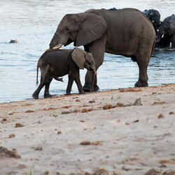 an adult and baby elephant in front of water