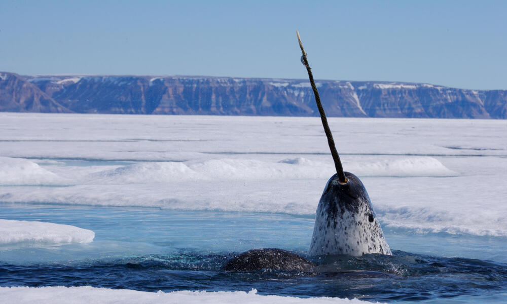 narwhals unicorns of the sea