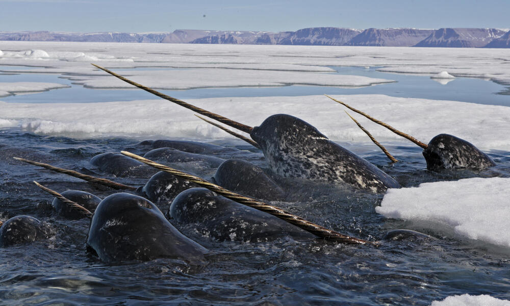 narwhals unicorns of the sea