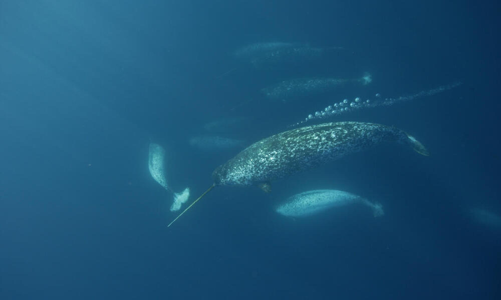 Narwhal Eating Squid