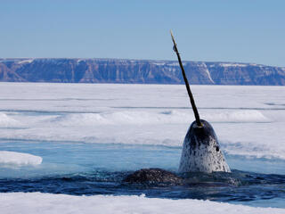 A narwhal comes up for air in a patch of water surrounded by ice with mountains in the background