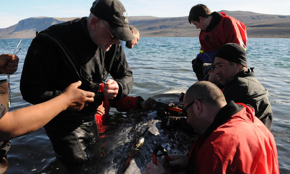 Satellite Tagging a Narwhal