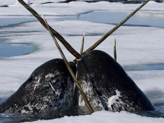 narwhal pair