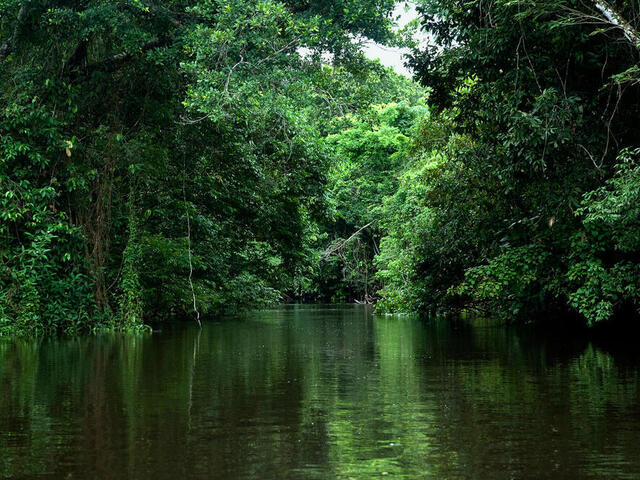 Green, lush trees push up against river water