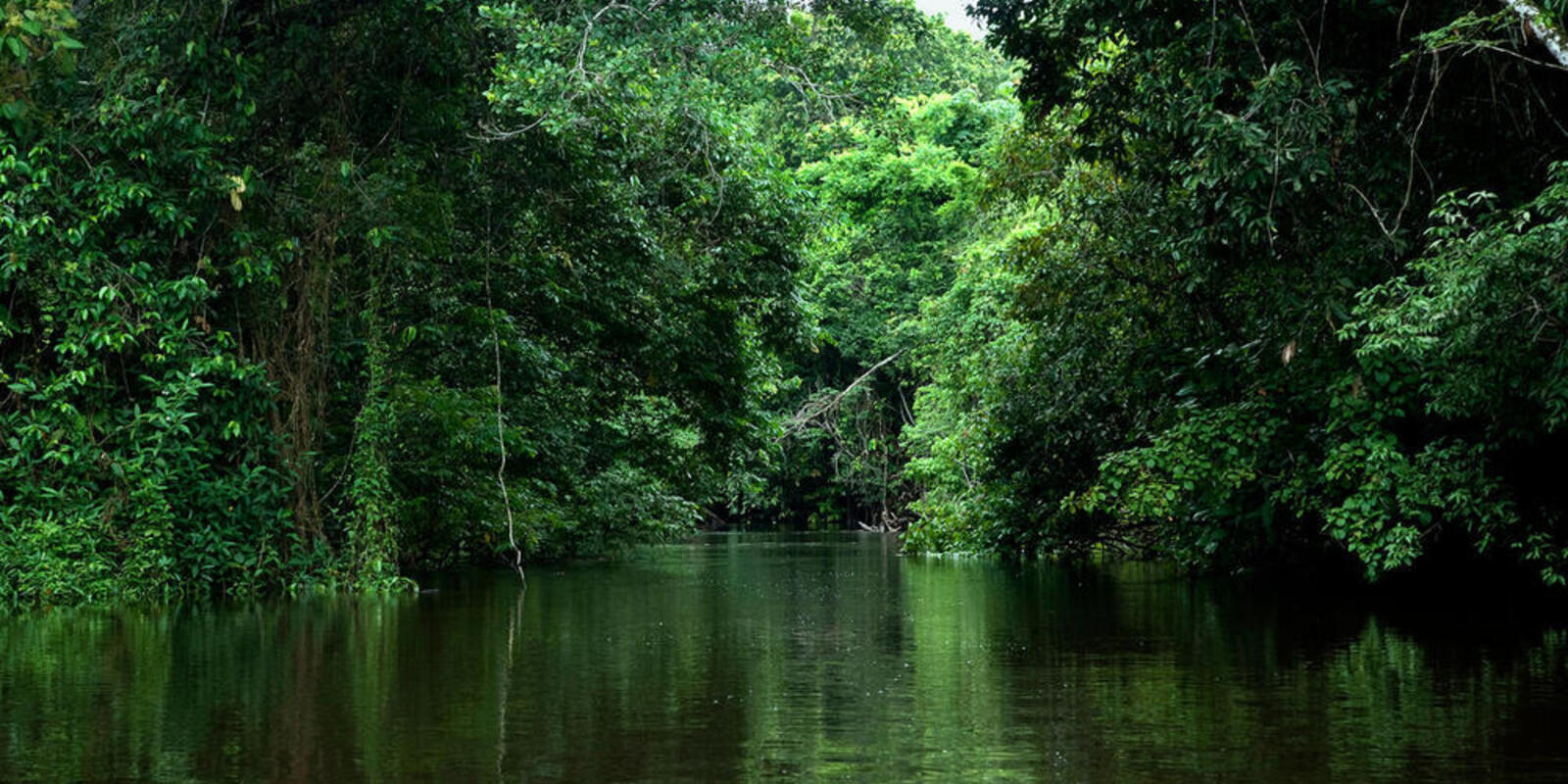 Protecting  Rainforest Would Bring Brazil Billions Of Dollars: Study