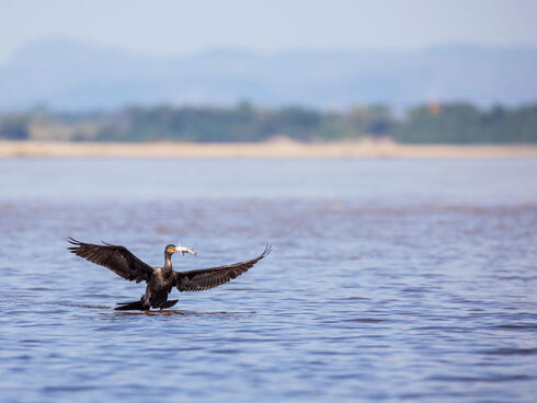 Neotropic cormorant flies low over water with a catfish in its talons
