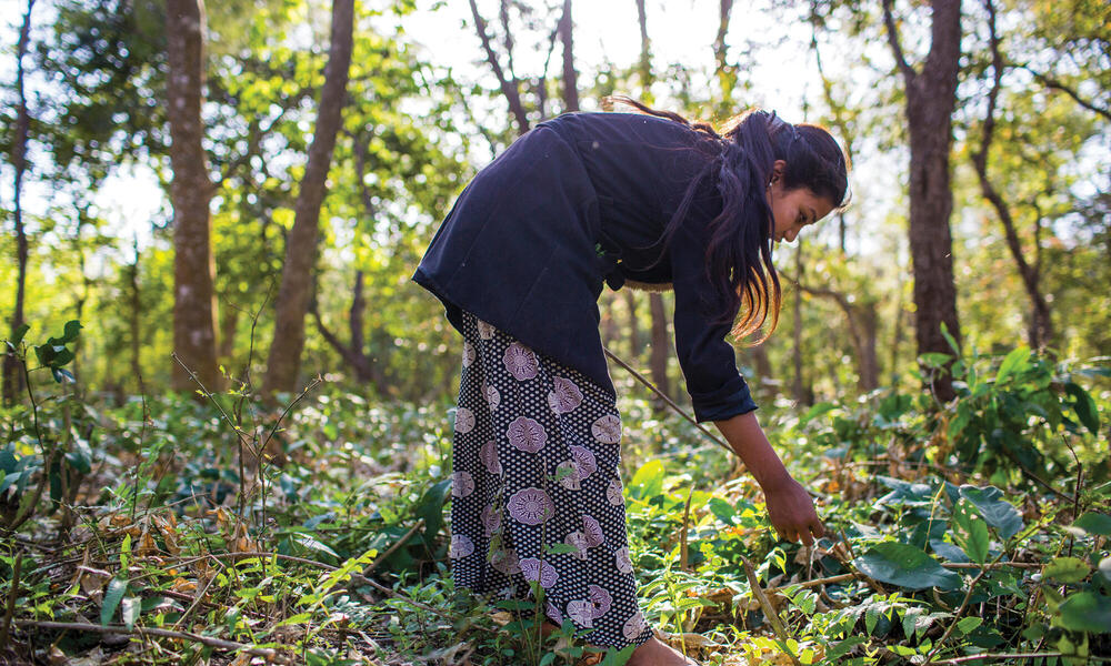 International Day of Forests 2023 global event highlights importance of  forests for environmental and human health