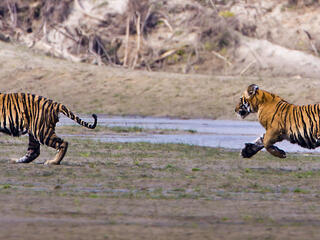 Two young tigers run alongside a riverbank in Nepal