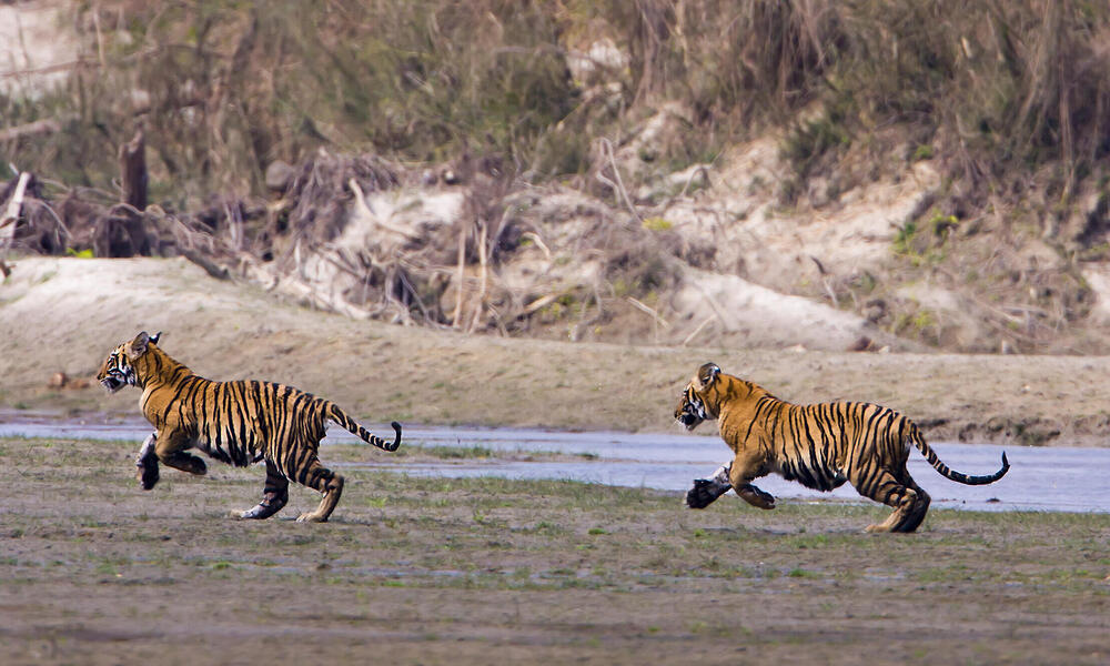 Nepal more than doubles its wild tiger population | Stories