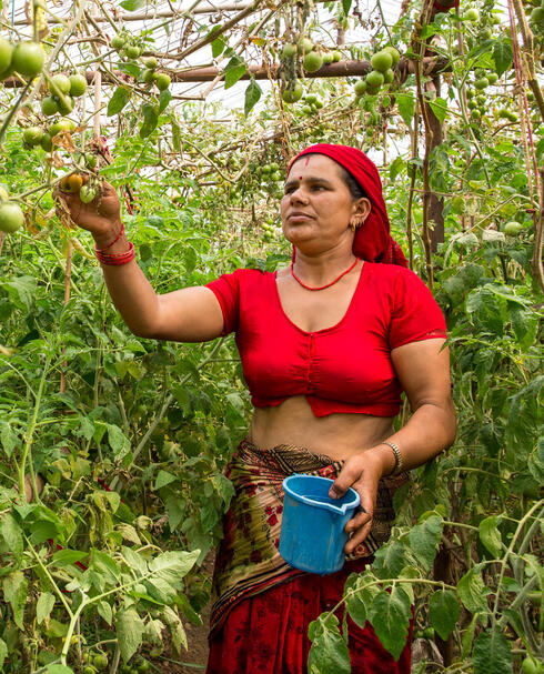 Woman watering tomatoes in a greenhouse