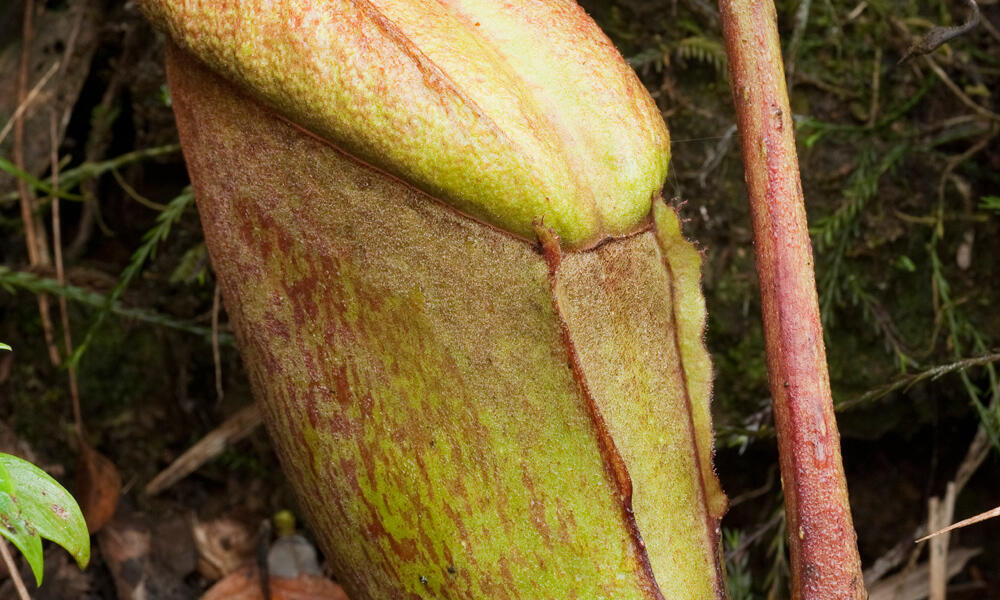 nepenthes pitcher plant eating
