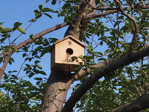 A nestbox in a tree