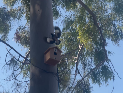 A bird lands on a nestbox in a tree