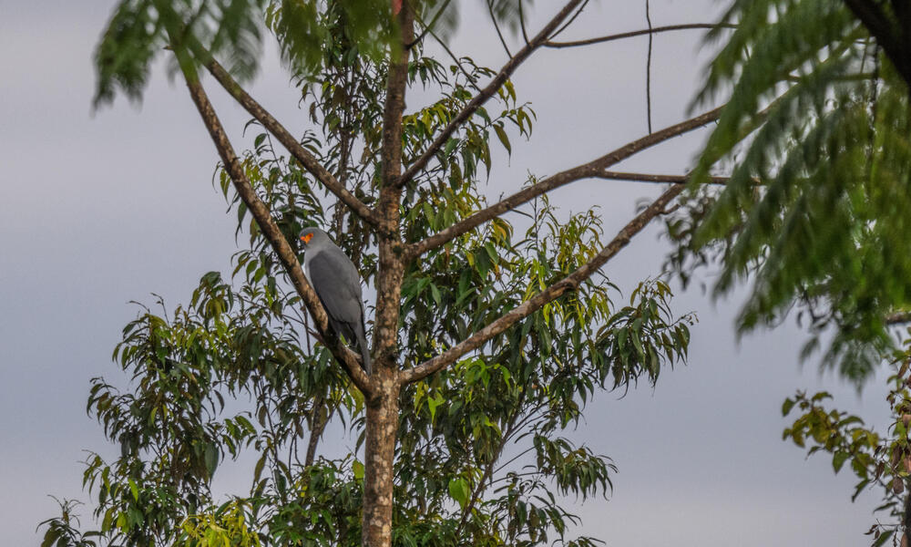 New Britian Goshawk sits in tree in on New Britain Island, Papua New Guinea