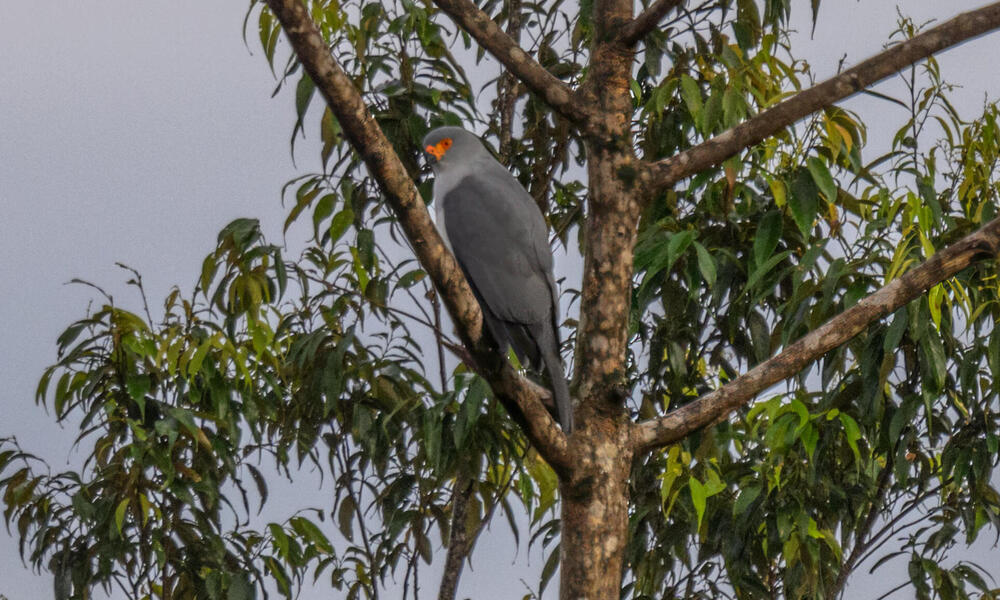 Rare bird New Britain Goshawk photographed for first time