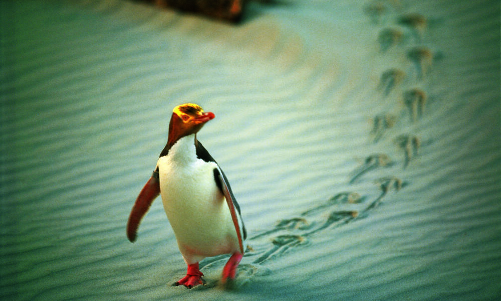 Yellow-Eyed Penguin
