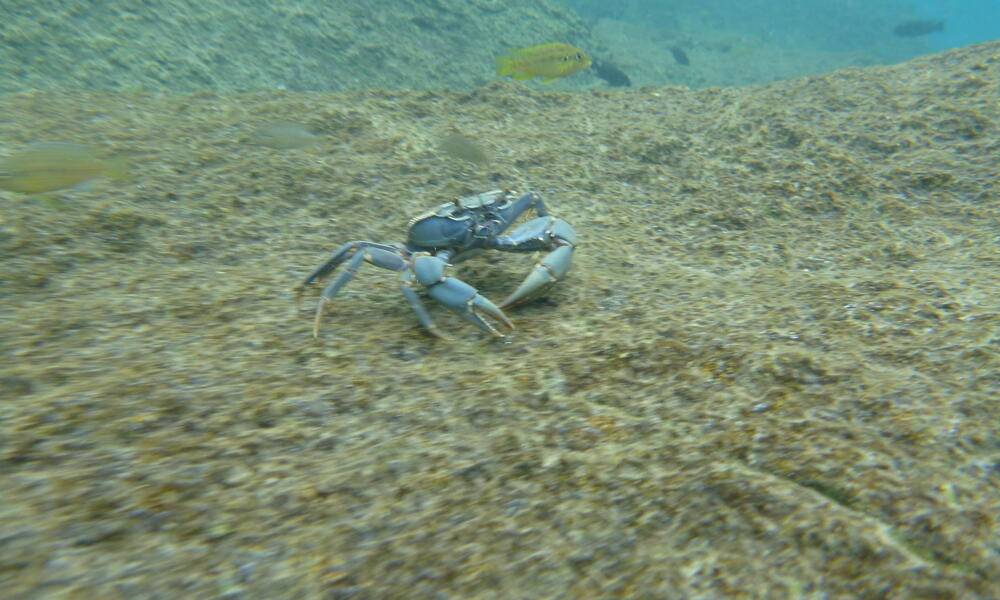niassa crab