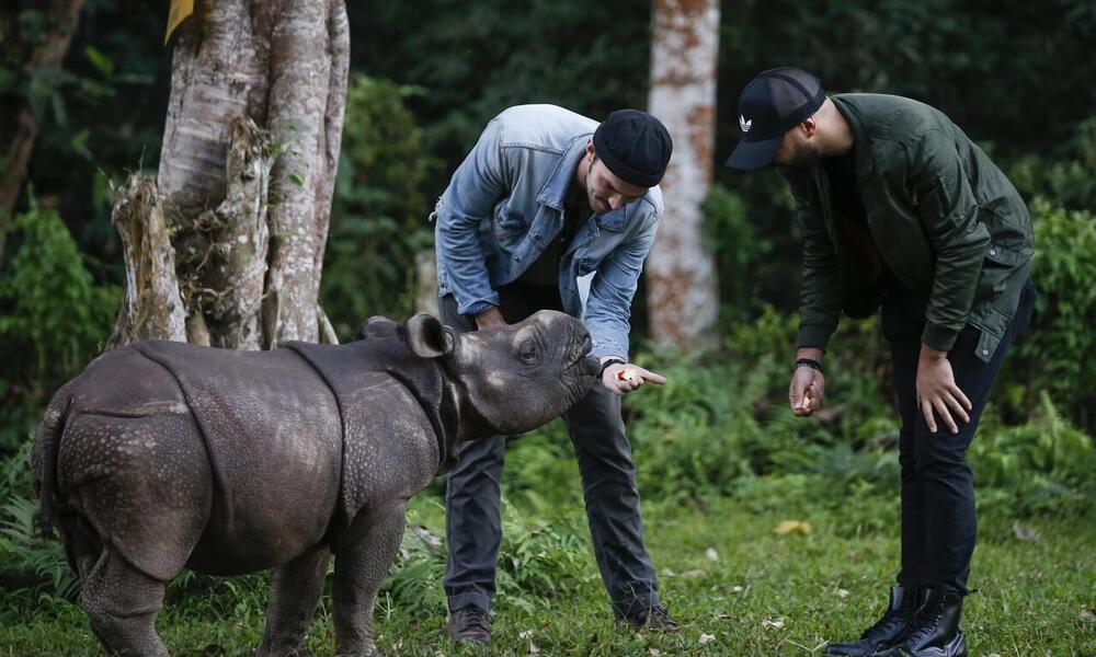 Nicholas Hoult feeding a baby rhino