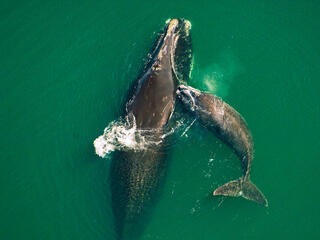North Atlantic right whale and calf swim in green waters off the coast of Florida